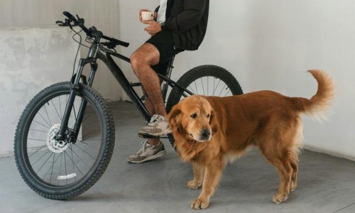 a man sitting on a bike next to a dog